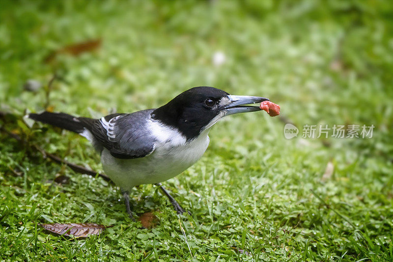 灰伯劳鸟(Cracticus torquatus)